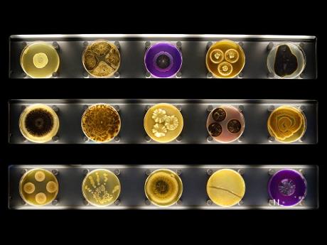 Photo ARTIS-Micropia en Amsterdam, Voir, Musées & galeries