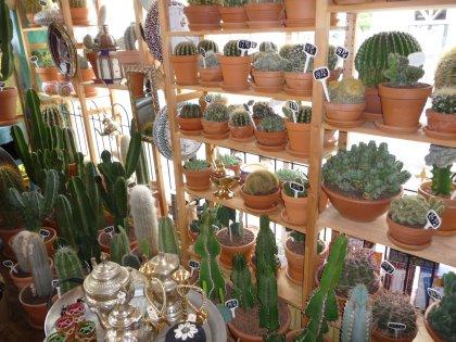 Photo Danny De Cactus en Rotterdam, Shopping, Acheter des cadeaux, Accessoires pour la maison - #1