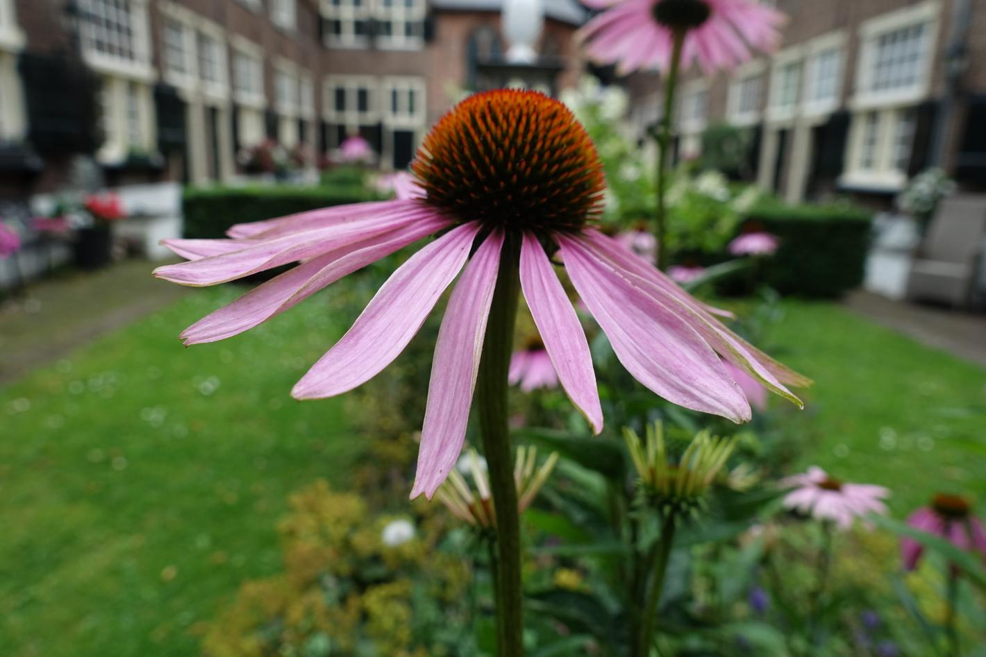 Photo Sint Annahofje en Leiden, Voir, Sites touristiques - #2